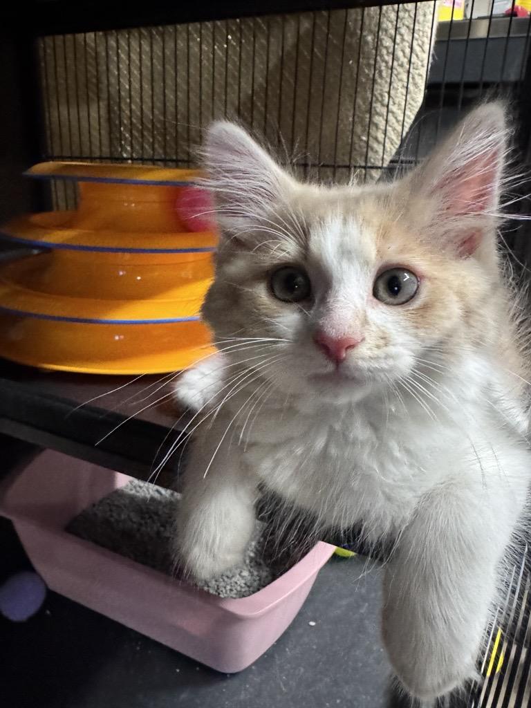 Enlarge Rokee, a Adoptable Domestic Long Hair in Midland, MI image 2/4