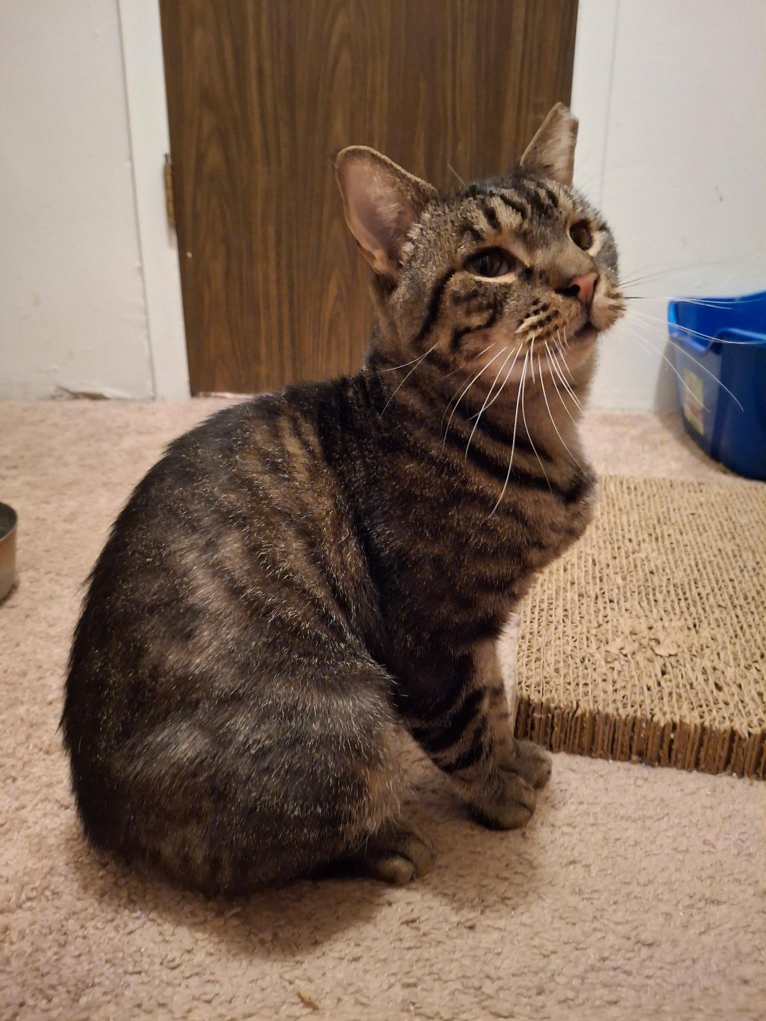 Fiddle, Adoptable, Young Male Domestic Short Hair.