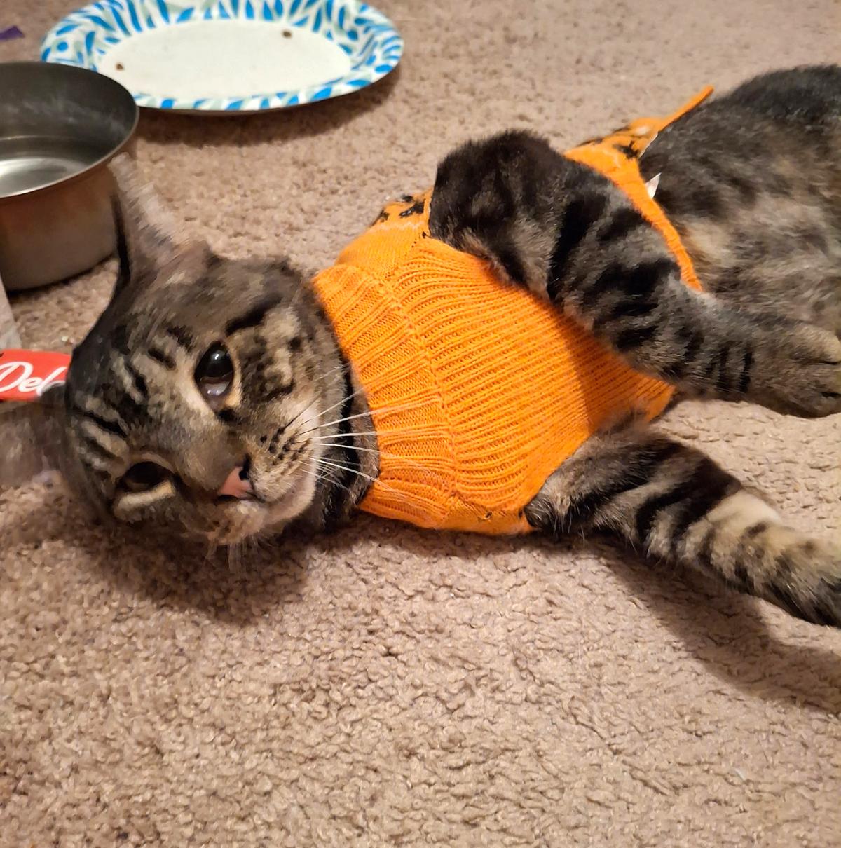 Fiddle, Adoptable, Young Male Domestic Short Hair.