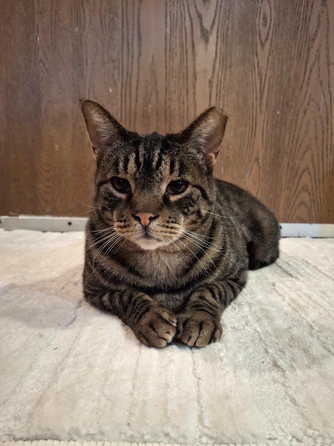 Fiddle, Adoptable, Young Male Domestic Short Hair.