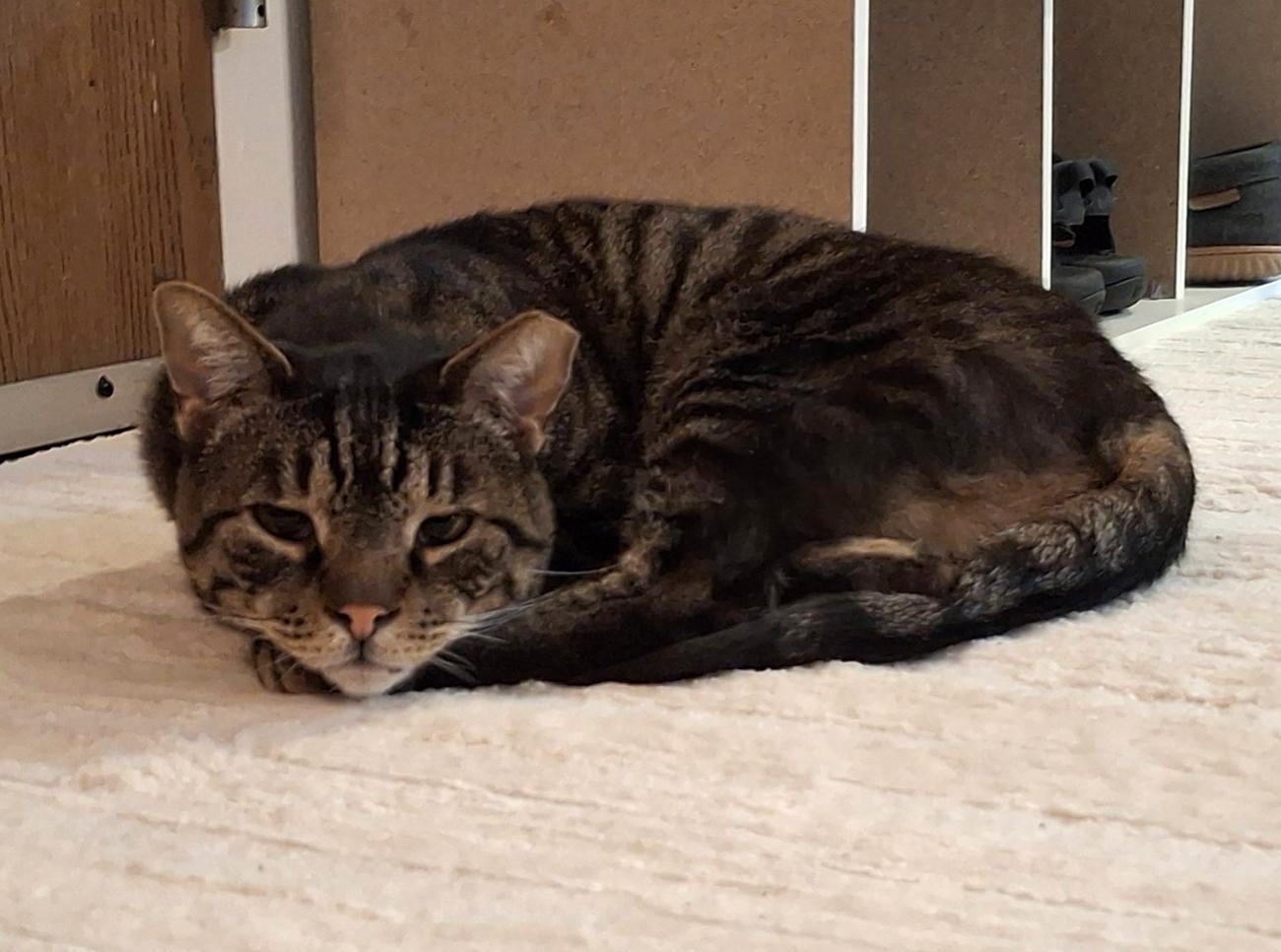 Fiddle, a Adoptable Domestic Short Hair in Marana, AZ image 4/6