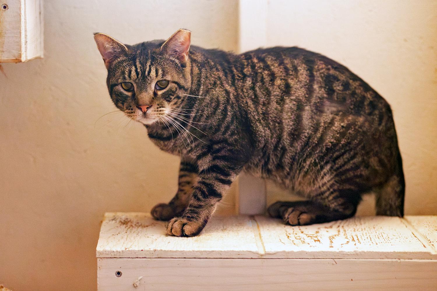 Fiddle, a Adoptable Domestic Short Hair in Marana, AZ image 3/4