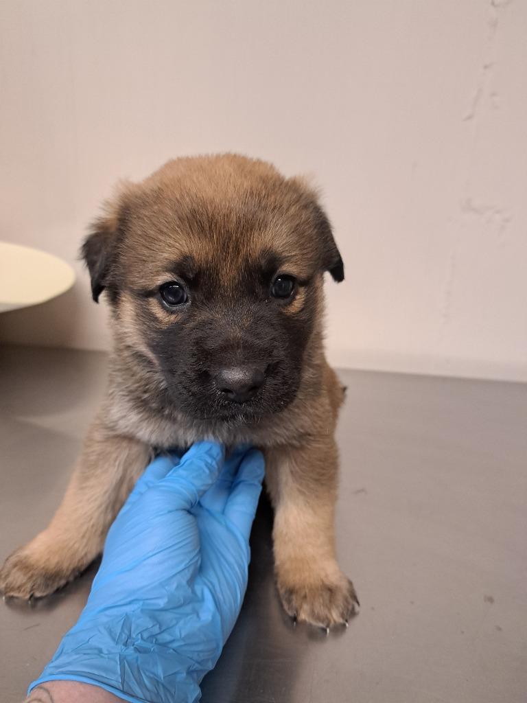 Sofia, Adoptable, Puppy Female German Shepherd Dog & Great Pyrenees.