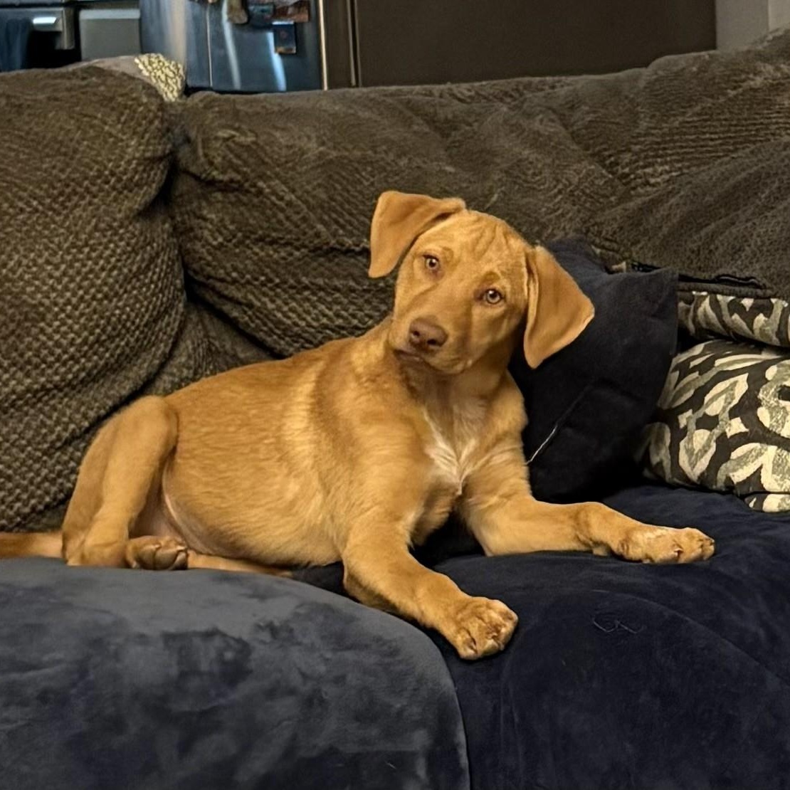 Enlarge Rhodiss, a ADOPTABLE mixed breed in Gilbert, AZ image 2/3