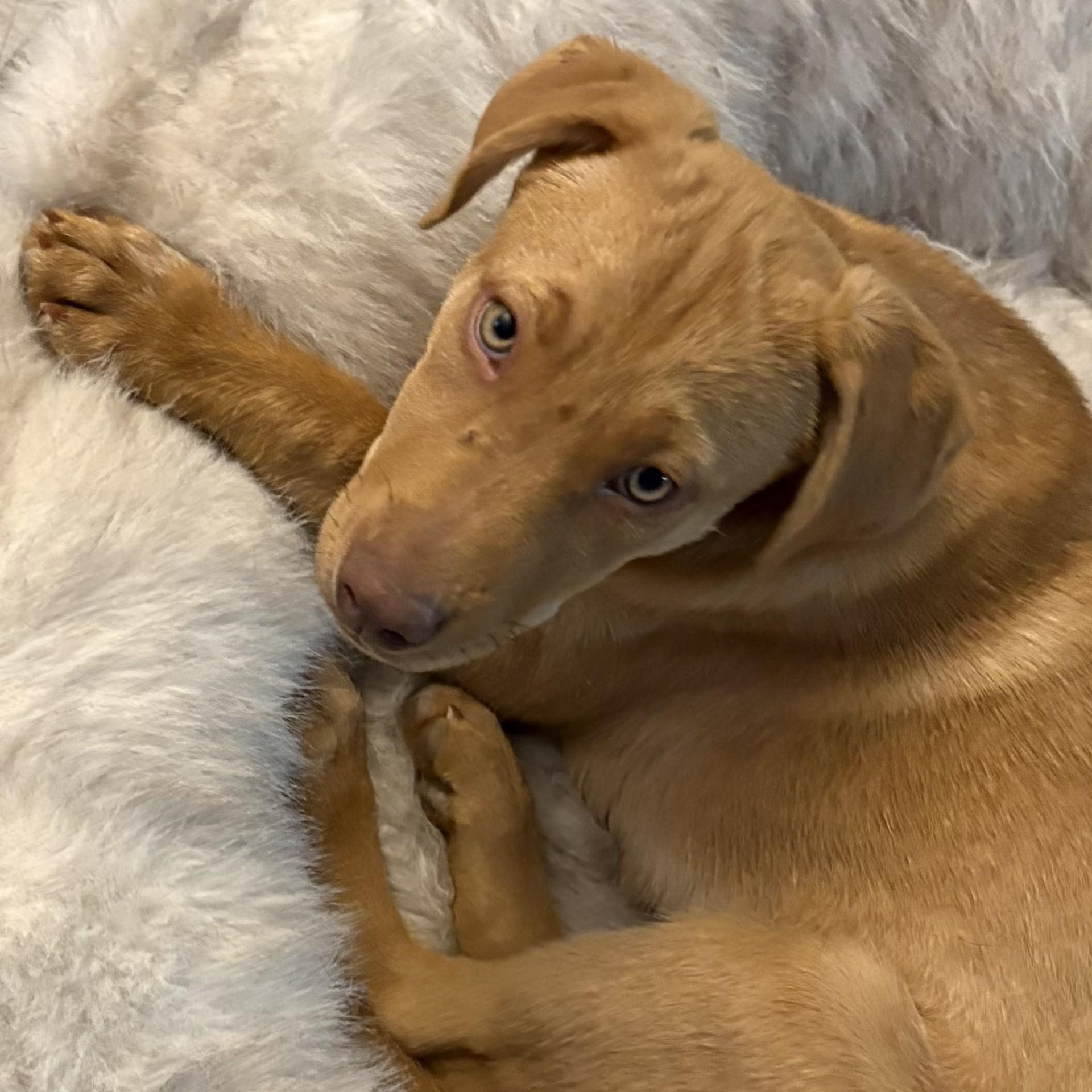 Enlarge Rhodiss, a ADOPTABLE mixed breed in Gilbert, AZ image 3/3