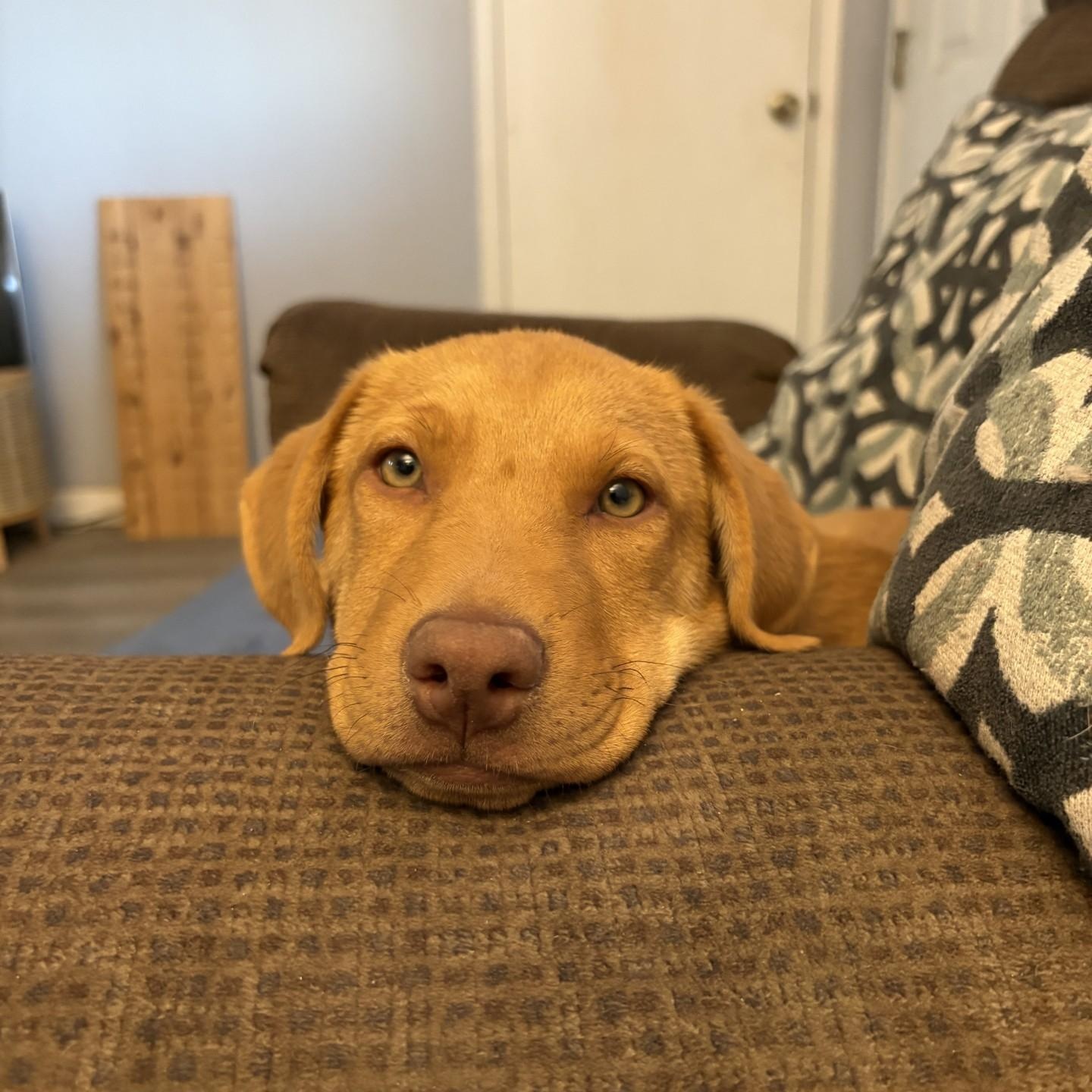 Rhodiss, ADOPTABLE, Puppy Female Labrador Retriever.