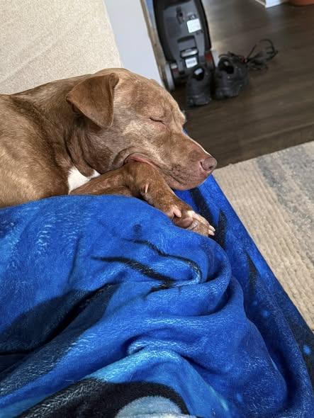 ECHO, Adoptable, Young Female Mixed Breed.