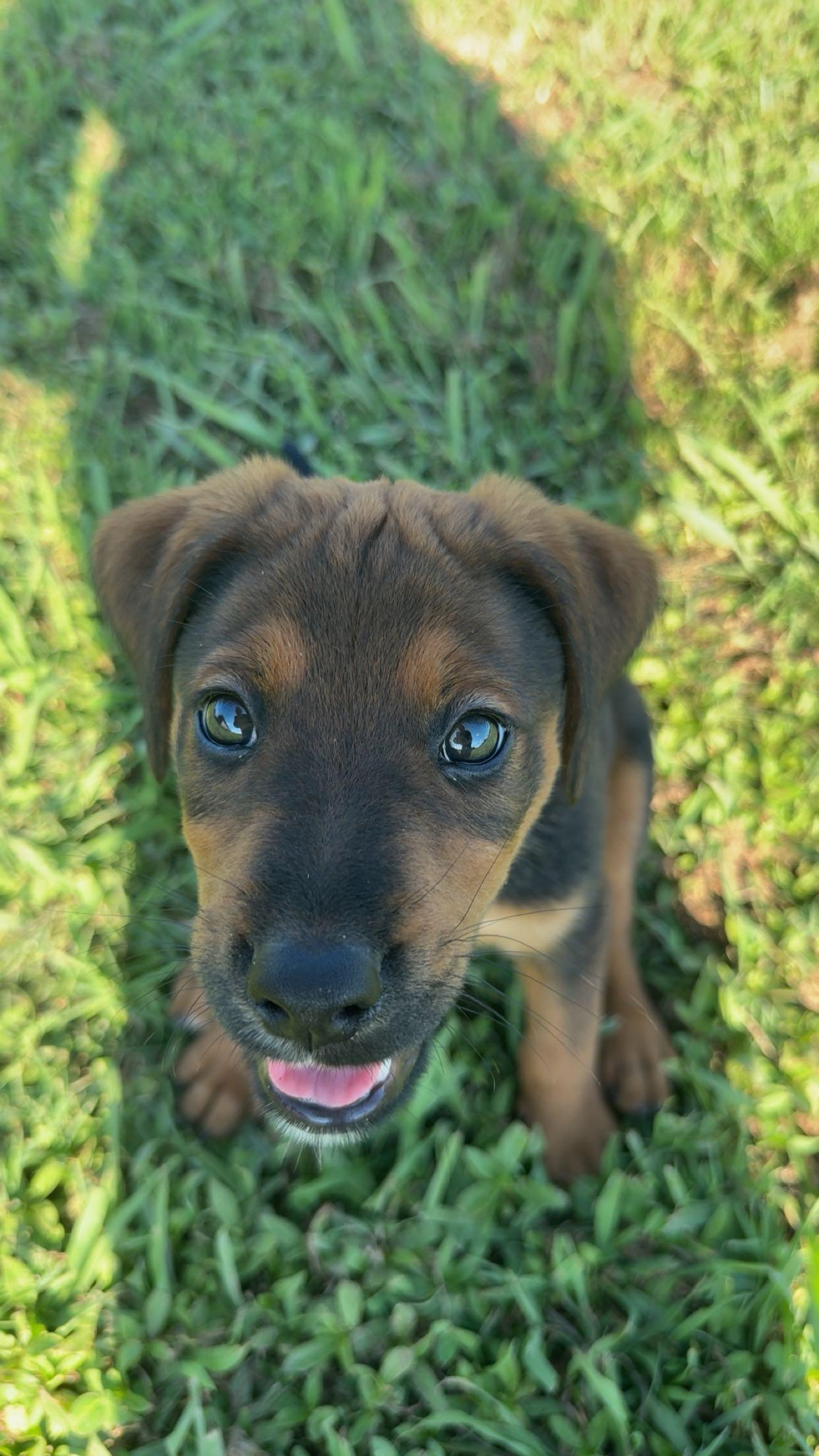 Rufus- 8 week puppy, an adopted mixed breed in Muldrow, OK image 2/5