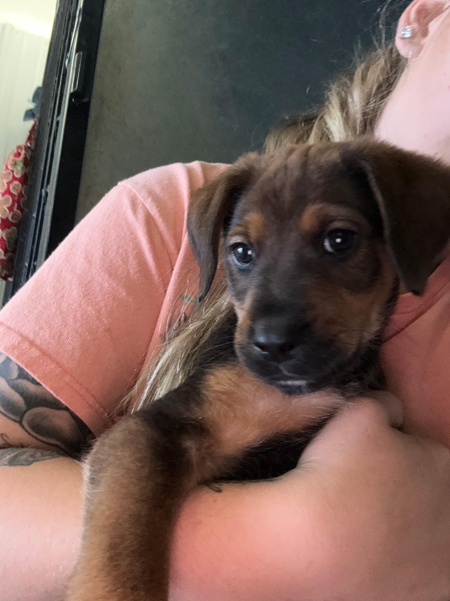 Rufus- 8 week puppy, an adopted mixed breed in Muldrow, OK image 3/5