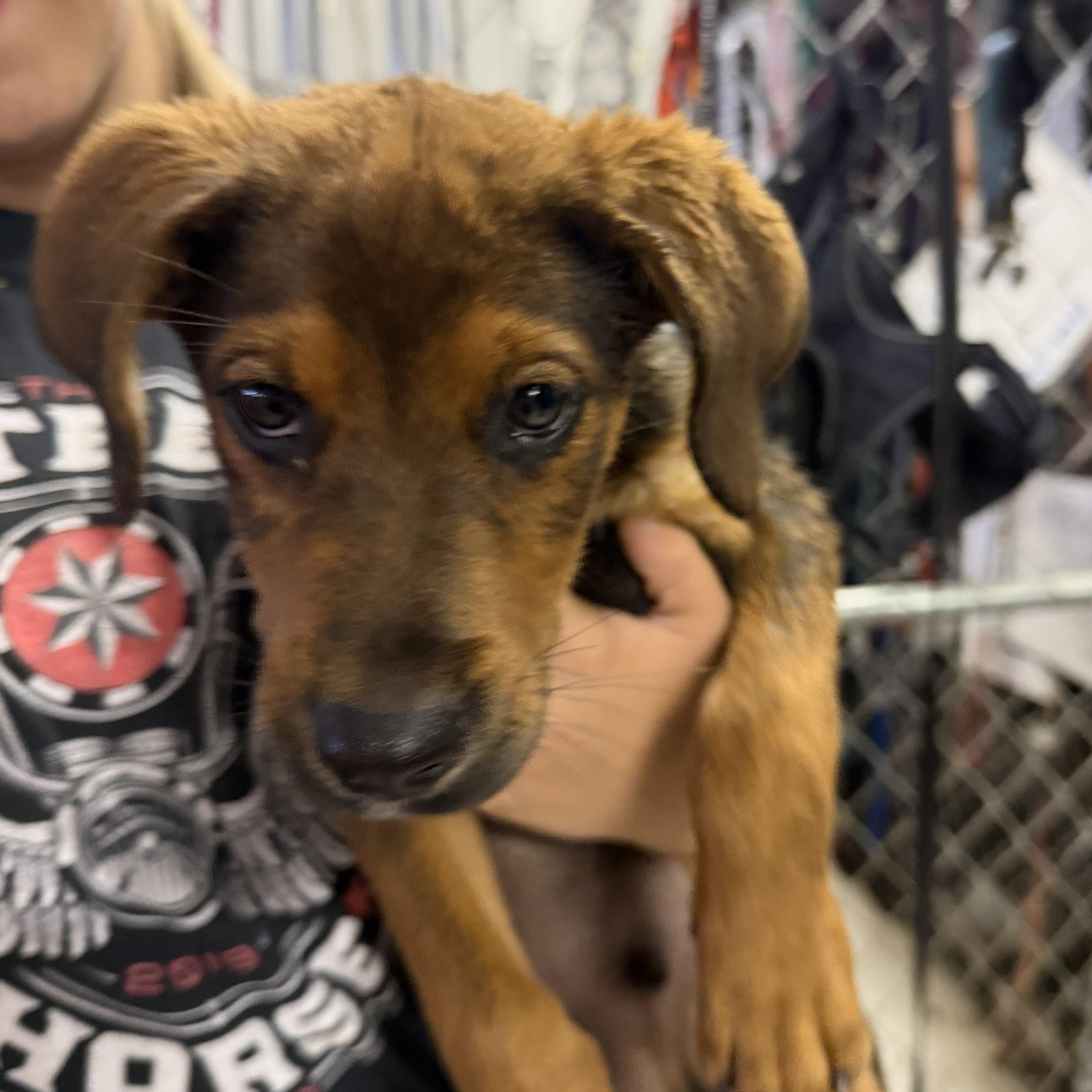 Rufus- 8 week puppy, an adopted mixed breed in Muldrow, OK image 5/5