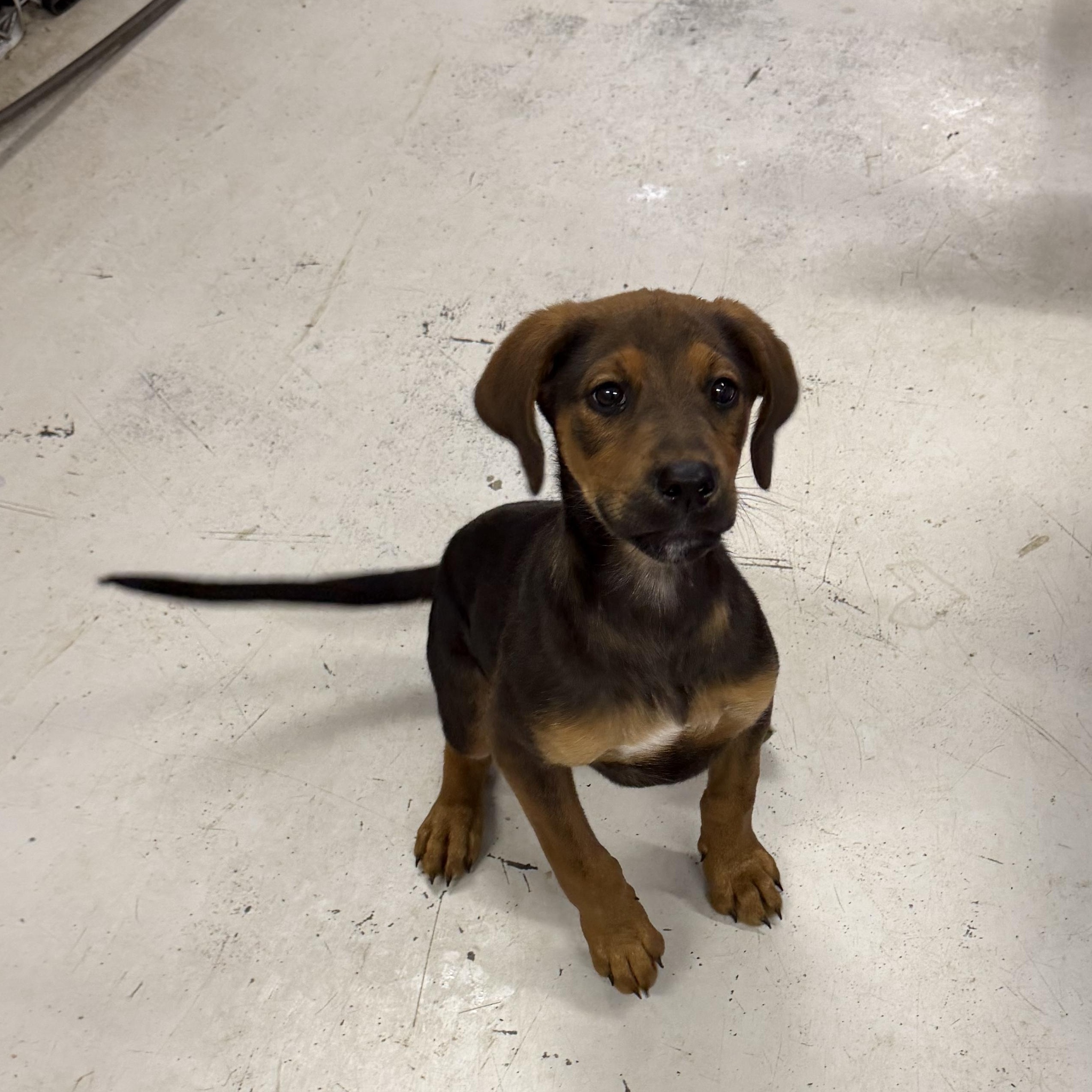 Rufus- 8 week puppy, adopted, Puppy Male Hound.