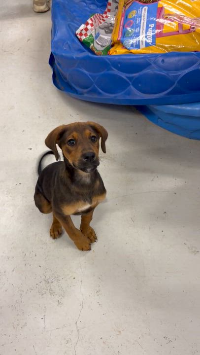 Enlarge Rufus- 8 week puppy, an adopted mixed breed in Muldrow, OK video 4/5