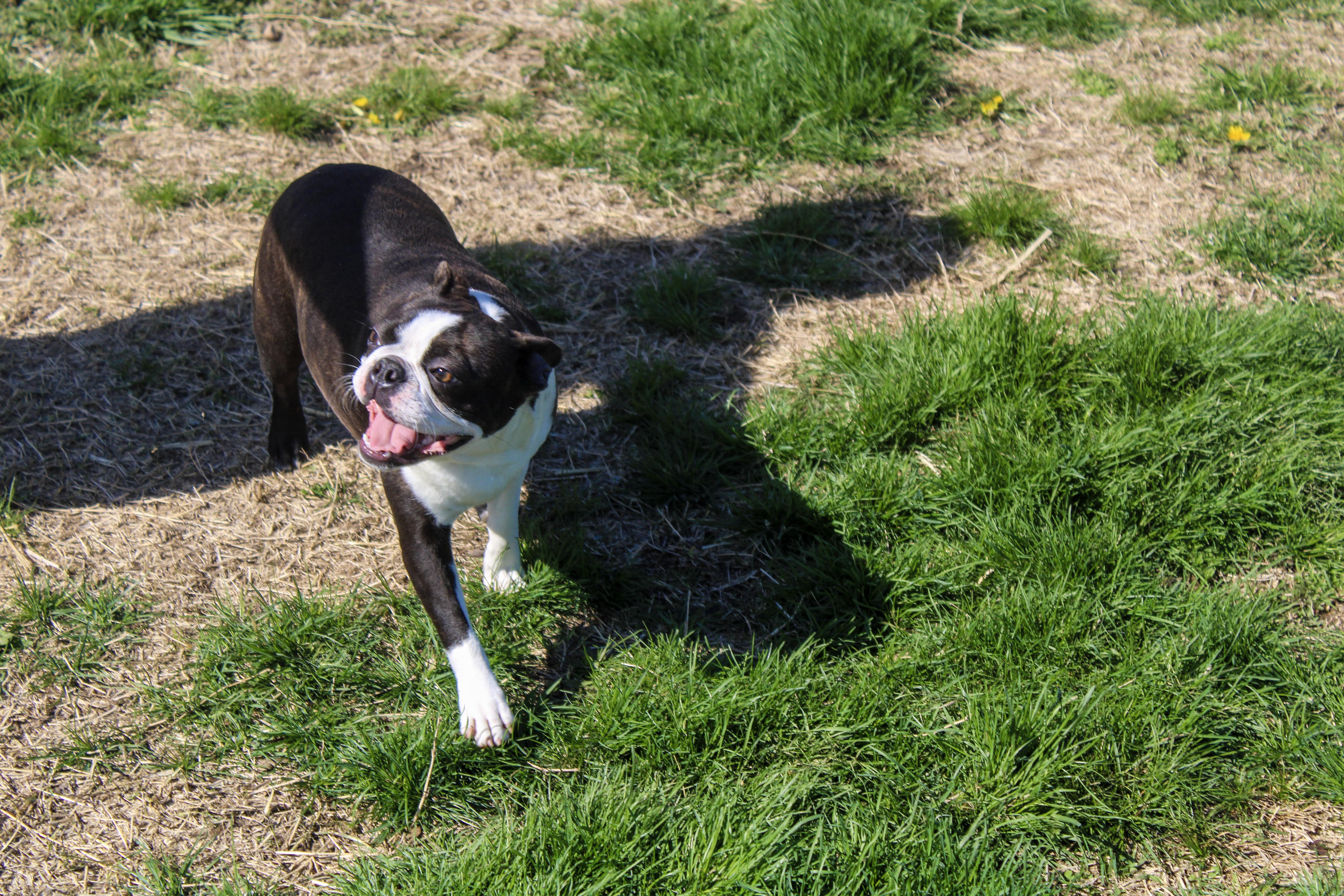Enlarge Finley, a ADOPTABLE Boston Terrier in Neosho, MO image 2/3