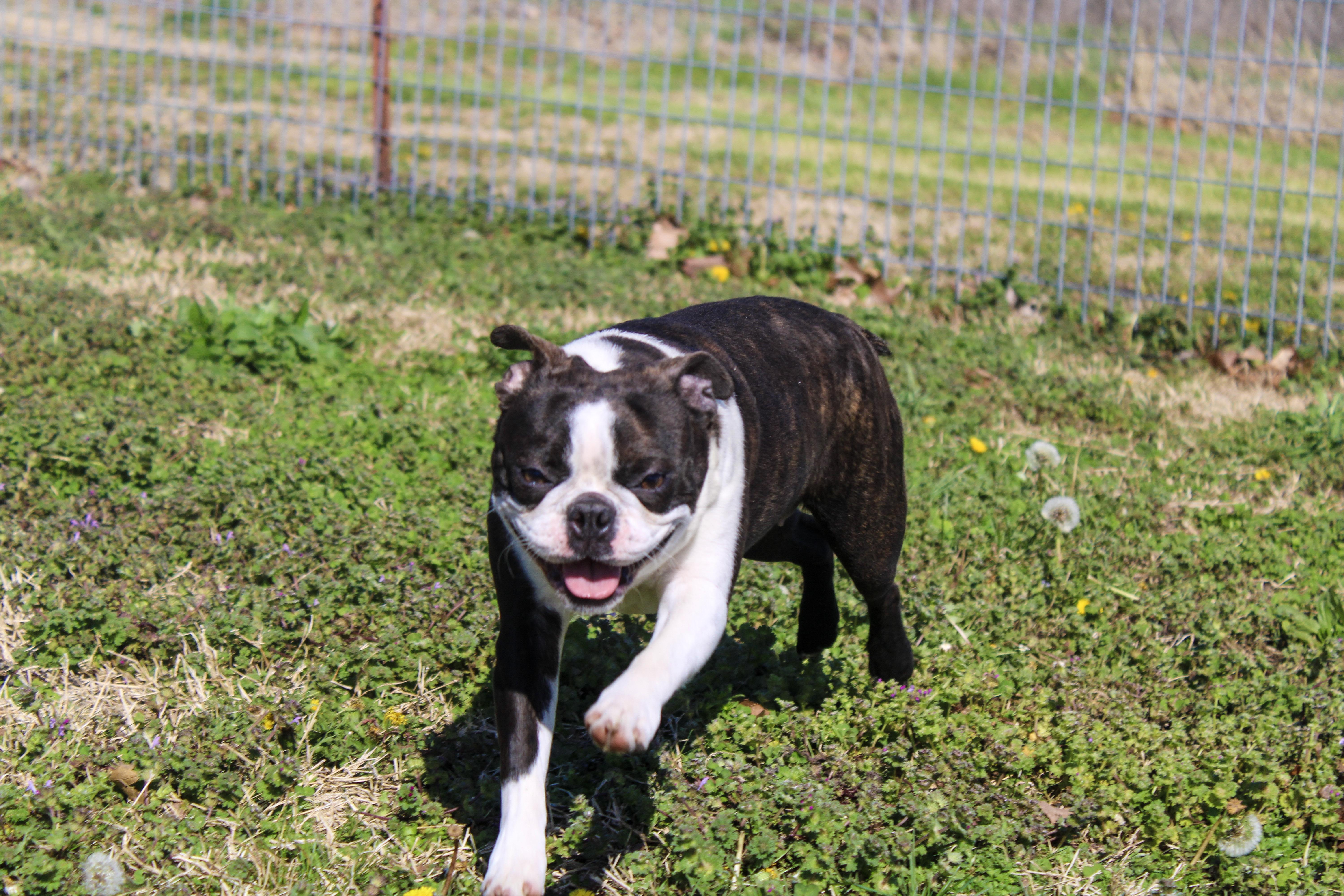 Finley, ADOPTABLE, Adult Female Boston Terrier.