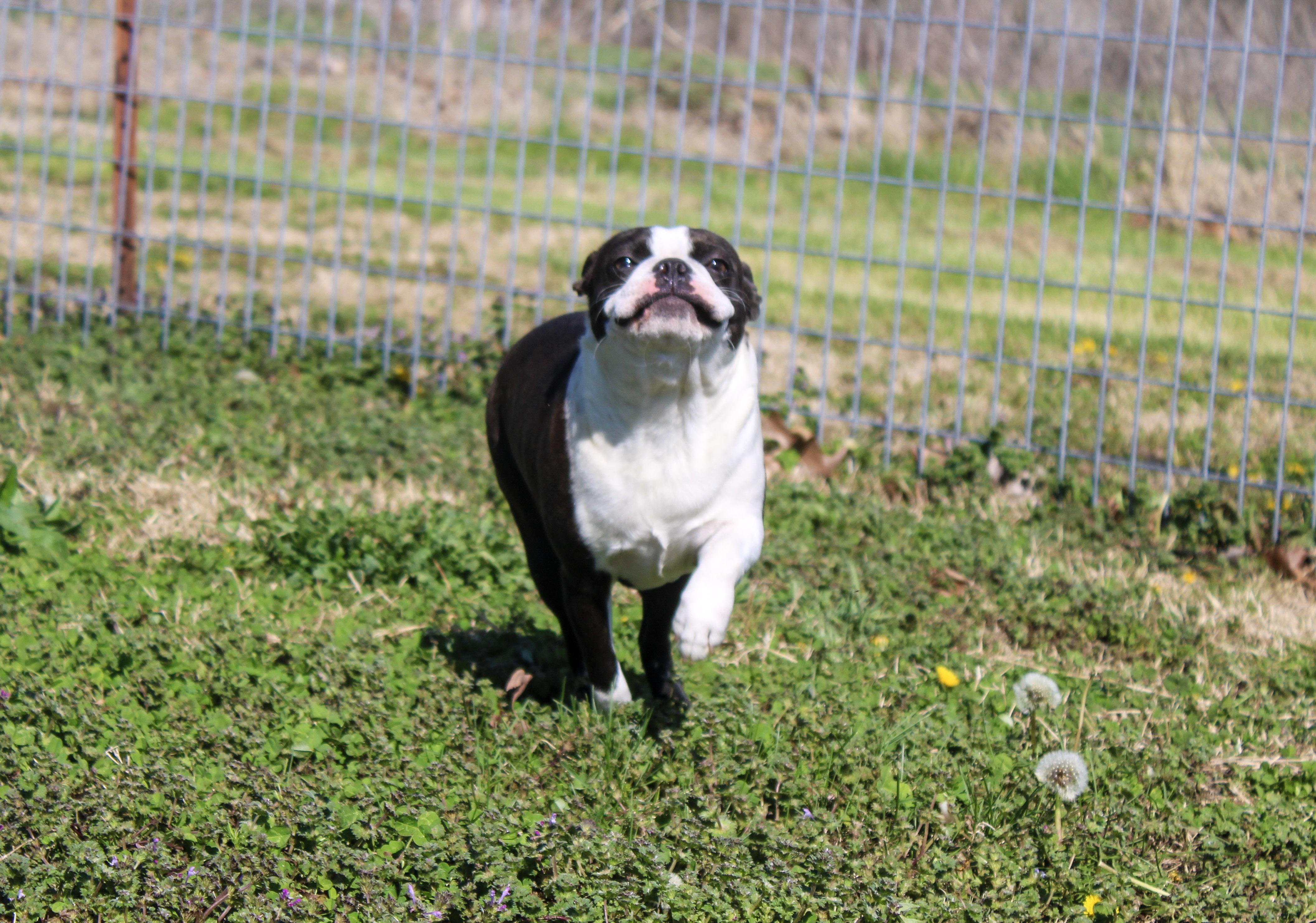Enlarge Finley, a ADOPTABLE Boston Terrier in Neosho, MO image 3/3