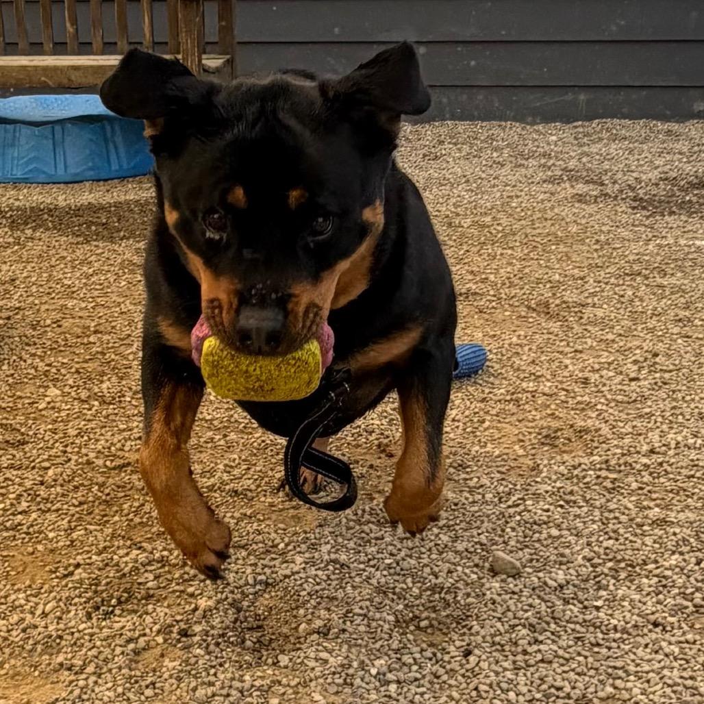 Nikki, Adoptable, Adult Female Rottweiler.