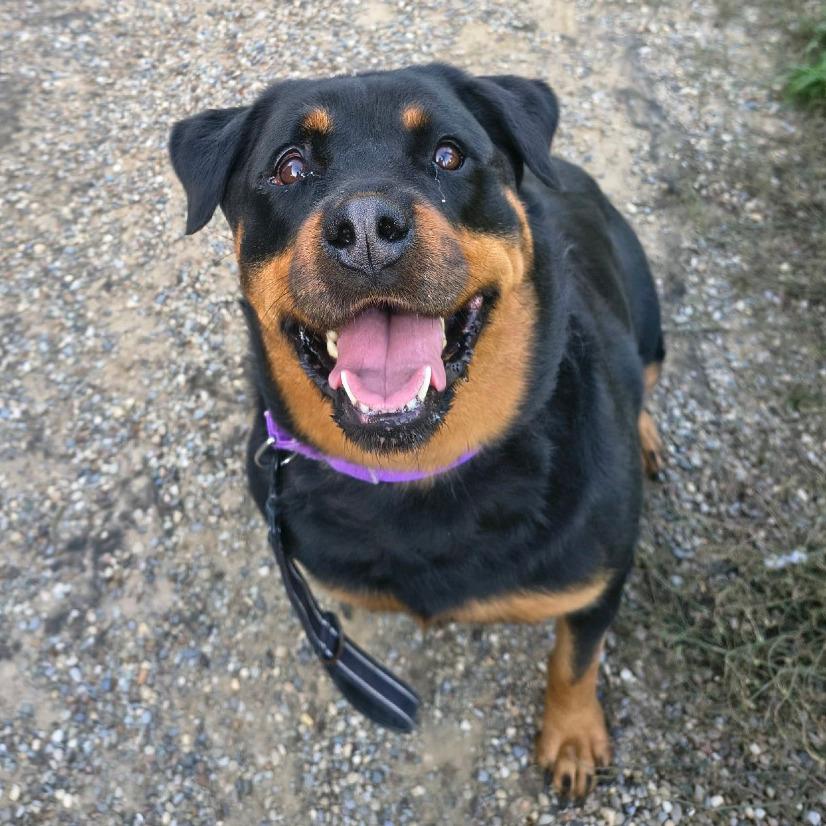 Enlarge Nikki, a Adoptable Rottweiler in Columbia Station, OH image 2/6