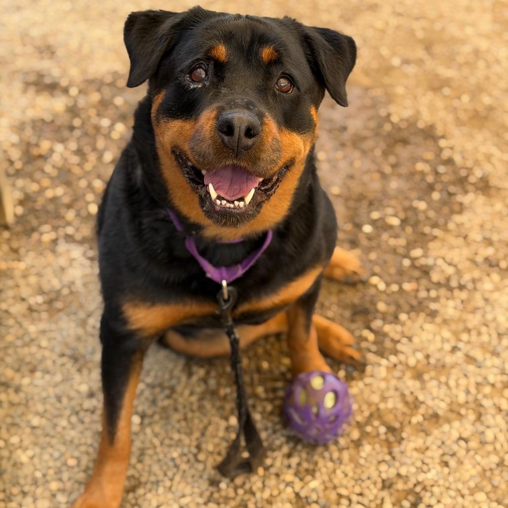 Enlarge Nikki, a Adoptable Rottweiler in Columbia Station, OH image 3/6
