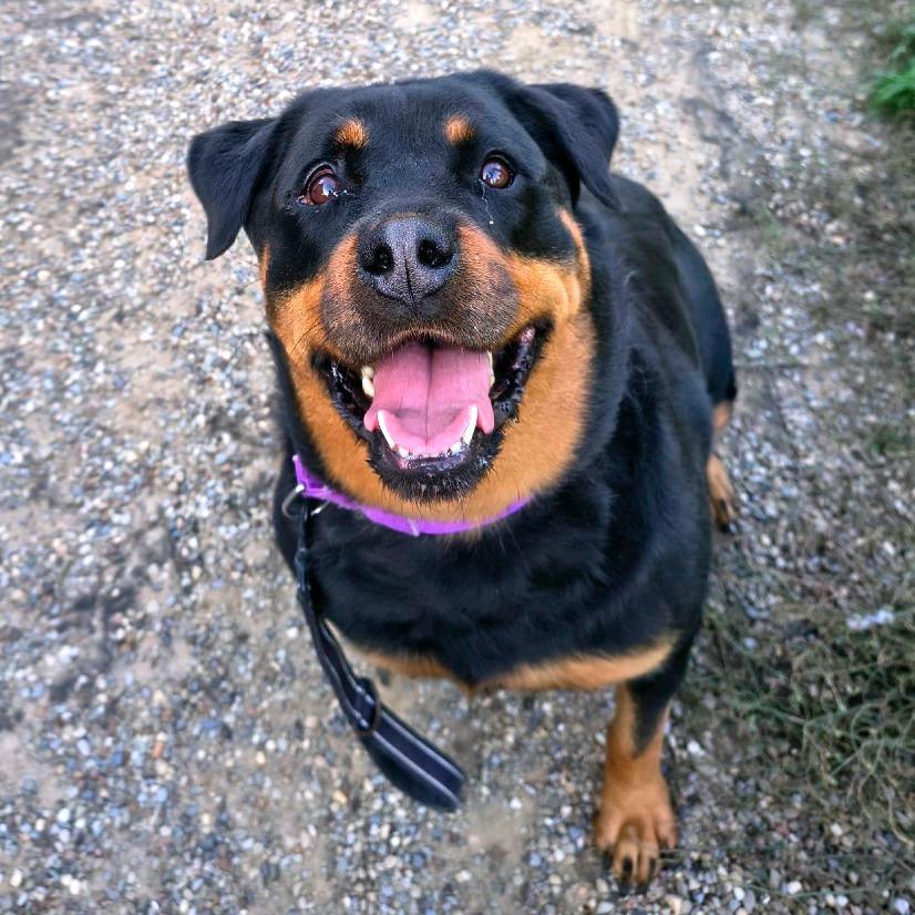Enlarge Nikki, a Adoptable Rottweiler in Columbia Station, OH image 3/6