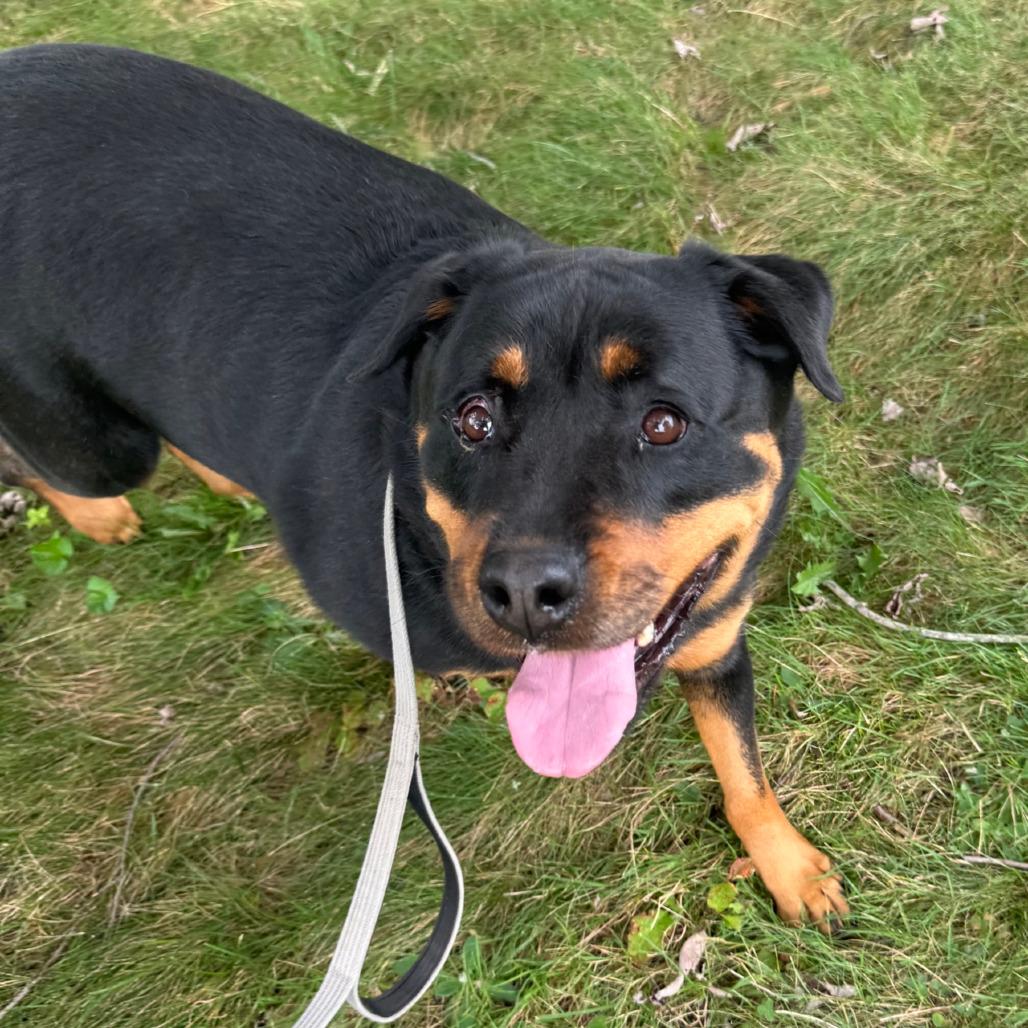 Enlarge Nikki, a Adoptable Rottweiler in Columbia Station, OH image 4/6