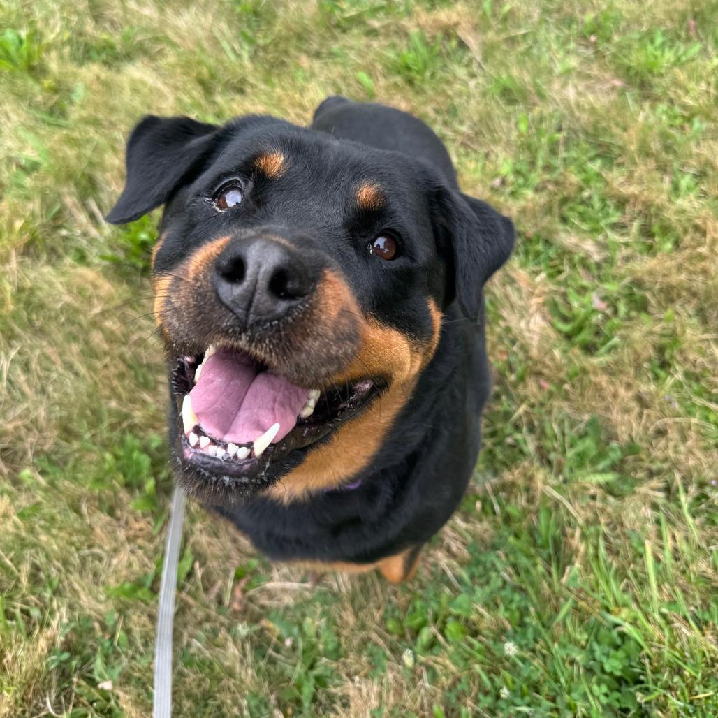 Enlarge Nikki, a Adoptable Rottweiler in Columbia Station, OH image 5/6