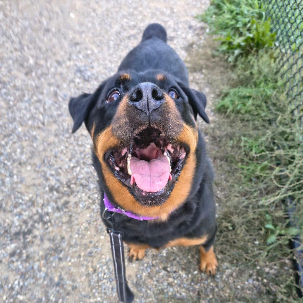 Enlarge Nikki, a Adoptable Rottweiler in Columbia Station, OH image 6/6