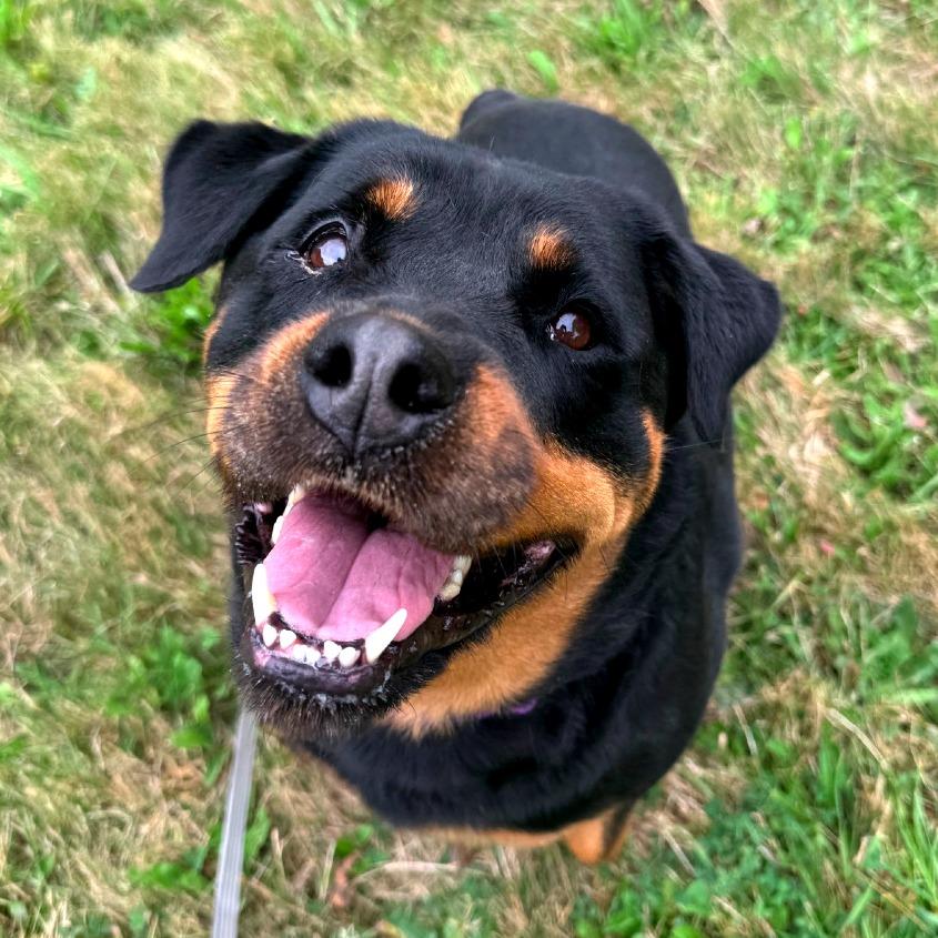 Enlarge Nikki, a Adoptable Rottweiler in Columbia Station, OH image 6/6