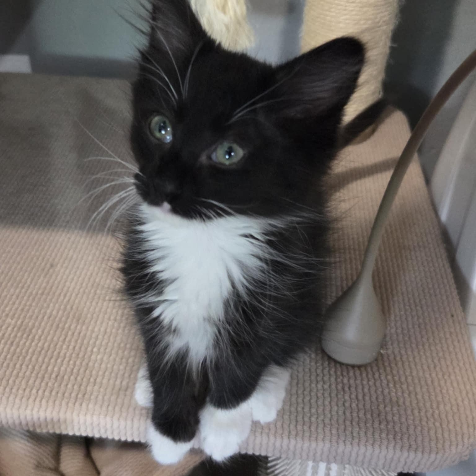 ZYLA photo