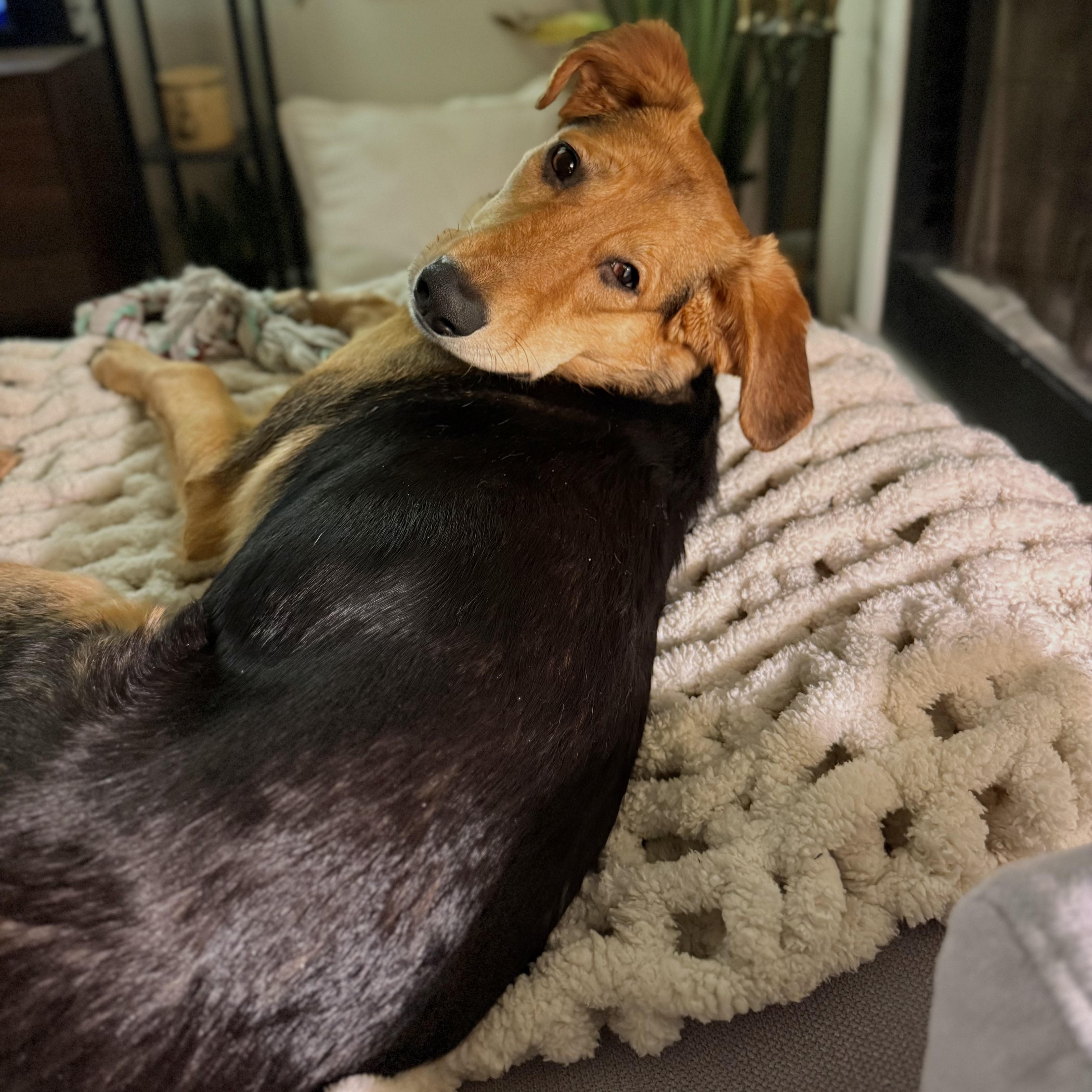 Enlarge Rhea, a ADOPTABLE mixed breed in Chicago, IL image 2/3