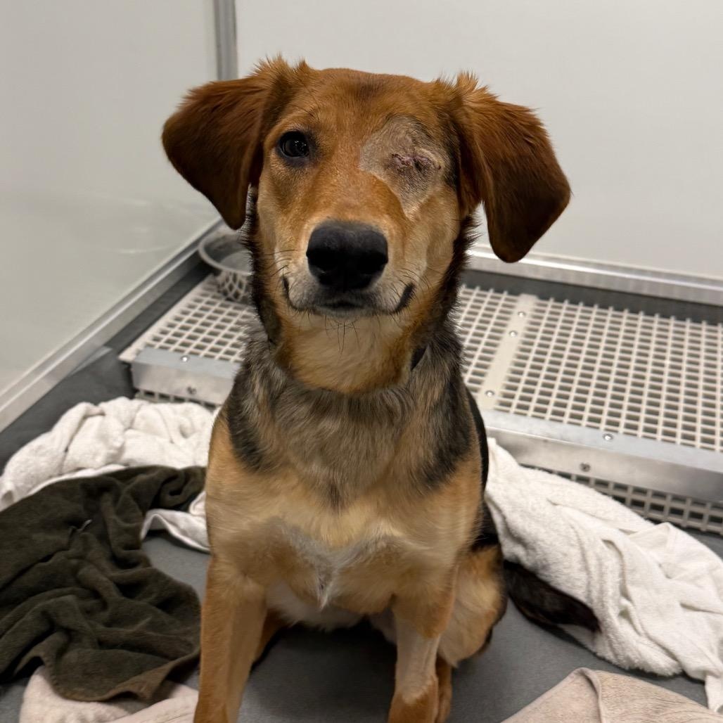 Rhea, ADOPTABLE, Adult Female Mixed Breed.