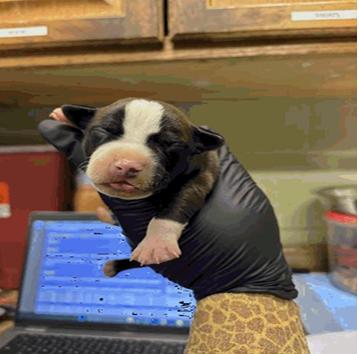 Enlarge Pig, a Adopted Pit Bull Terrier in Indianapolis, IN image 1/1