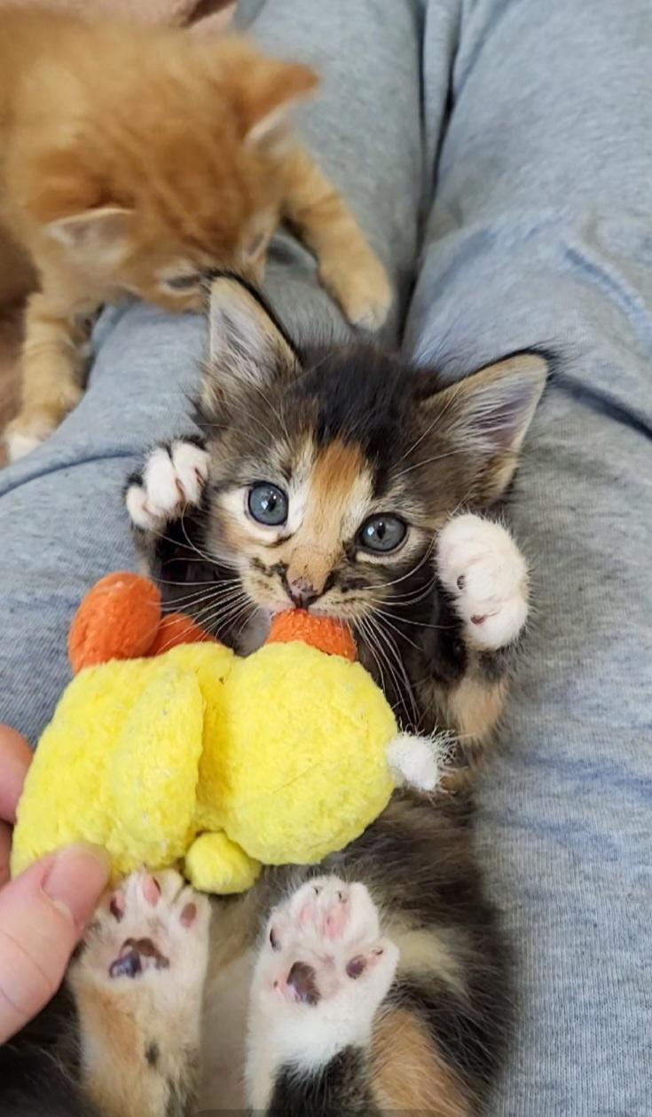 Enlarge Drusilla, a Adoptable Domestic Medium Hair in Milwaukee, WI image 2/6