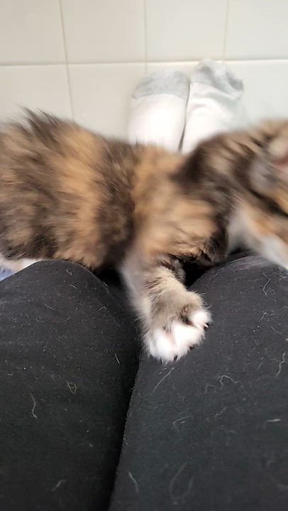 Enlarge Drusilla, a Adoptable Domestic Medium Hair in Milwaukee, WI video 3/6