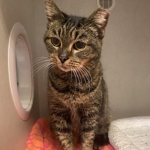 Laira, Adoptable, Senior Female Domestic Short Hair.