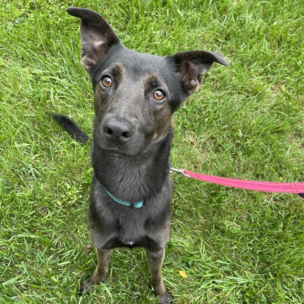 Jake, Adoptable, Young Male Dutch Shepherd & Mixed Breed.