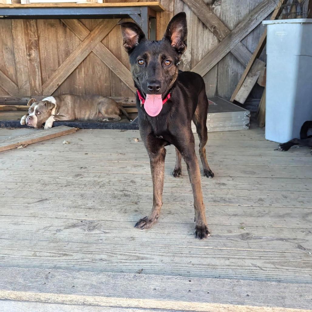 Jake- FOSTER ME!, Adoptable, Adult Male Dutch Shepherd & Mixed Breed.