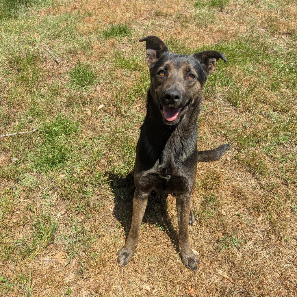 Enlarge Jake, a Adoptable mixed breed in Chantilly, VA image 2/4