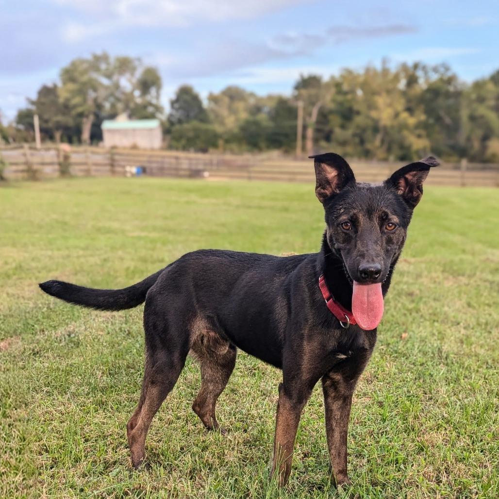 Jake, a Adoptable mixed breed in Chantilly, VA image 4/6