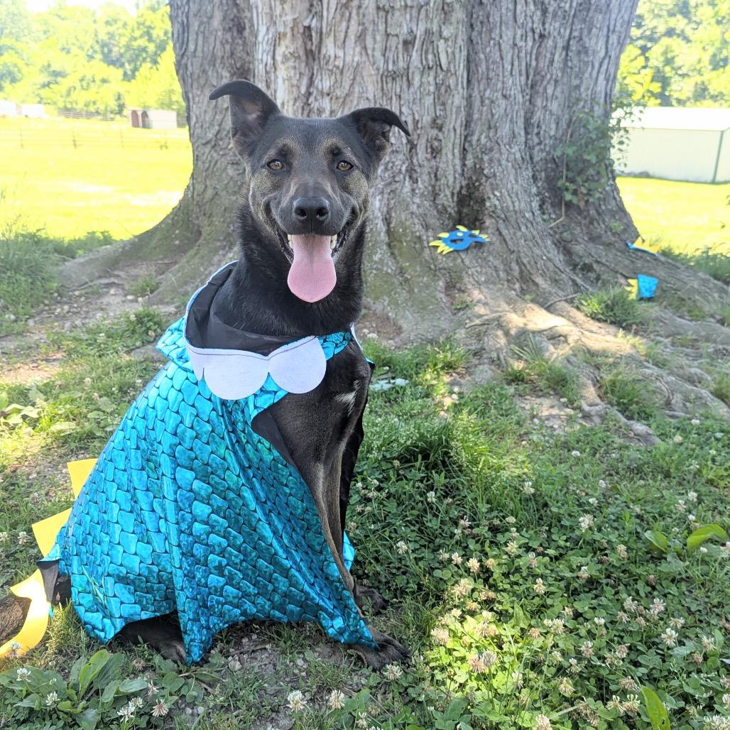 Jake- FOSTER ME!, a Adoptable mixed breed in Chantilly, VA image 4/6
