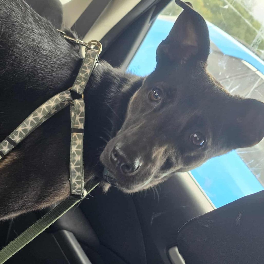 Jake, a Adoptable mixed breed in Chantilly, VA image 6/6