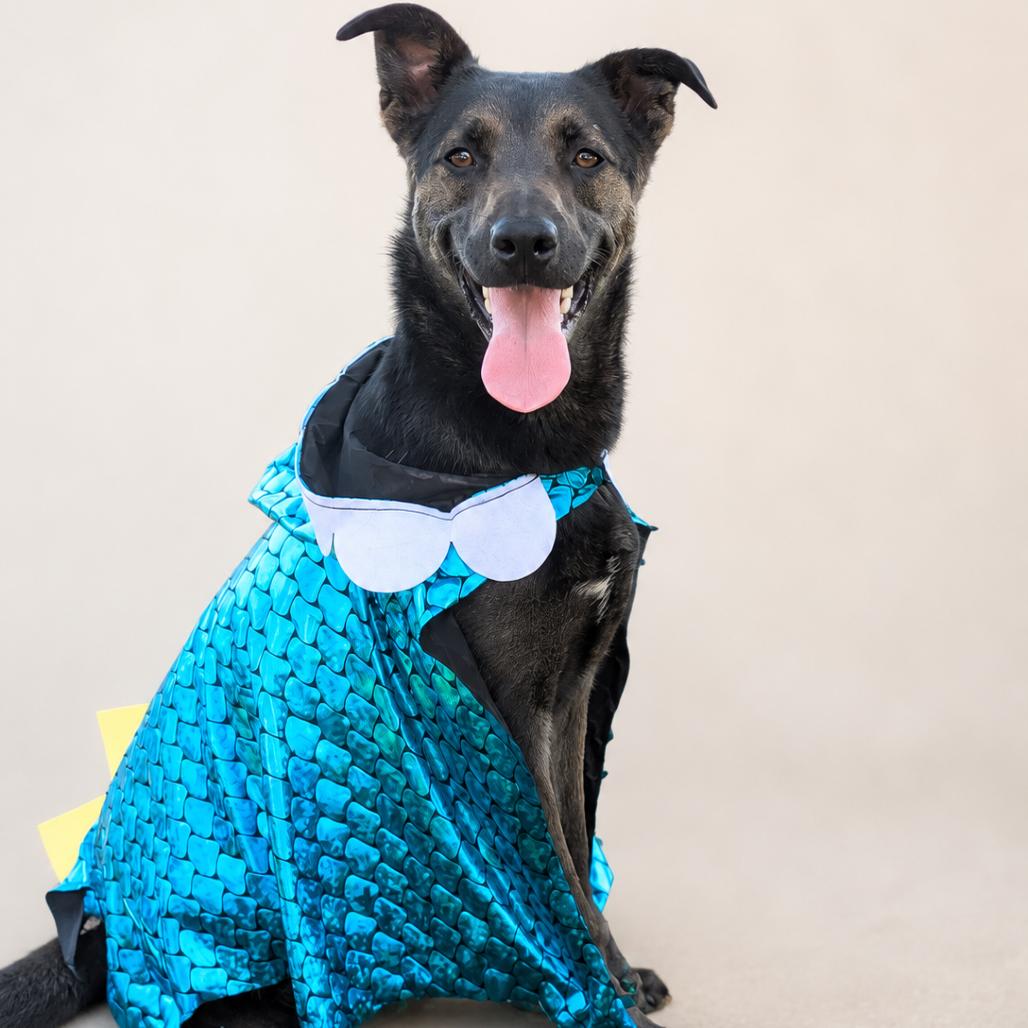Jake- FOSTER ME!, a Adoptable mixed breed in Chantilly, VA image 6/6