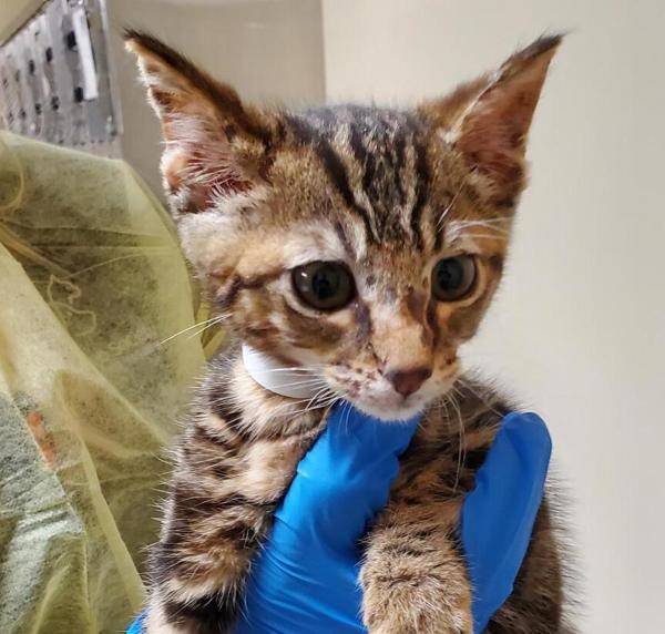 Sadio, Adoptable, Kitten Male Domestic Short Hair.