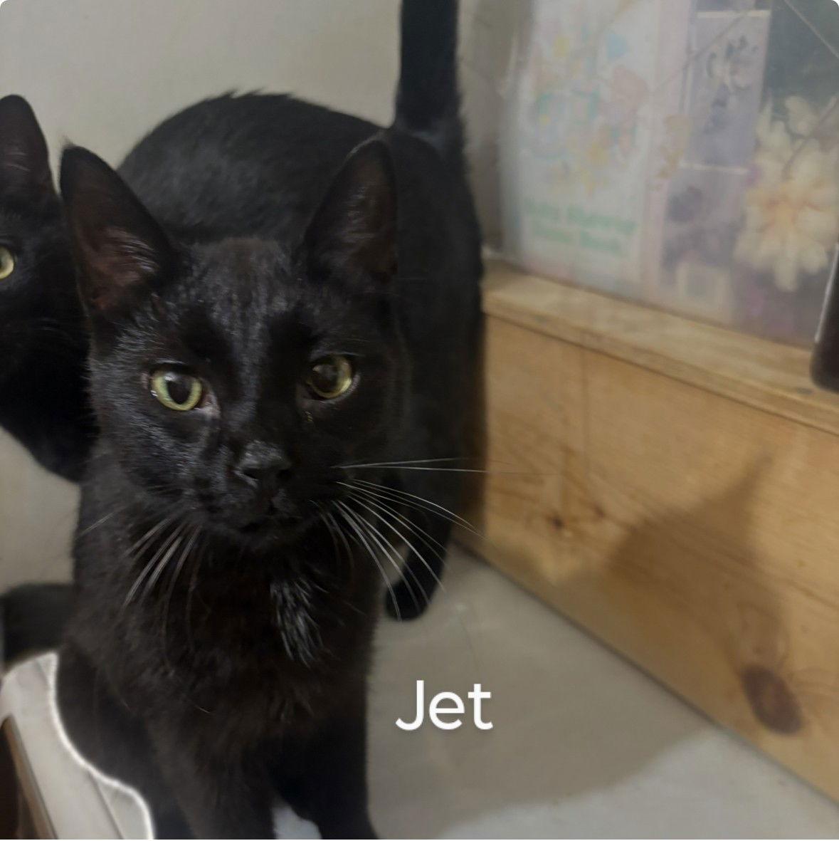 Jett, Adoptable, Adult Male Domestic Short Hair.
