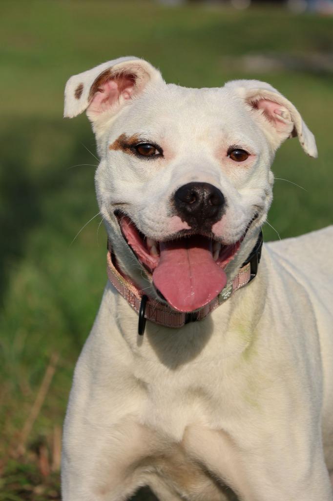 Enlarge Nala, a Adoptable mixed breed in Columbia, TN image 1/2