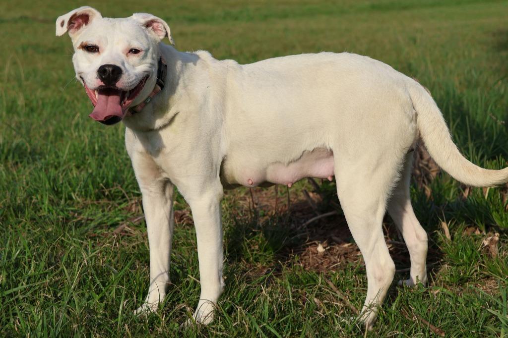 Enlarge Nala, a Adoptable mixed breed in Columbia, TN image 2/2