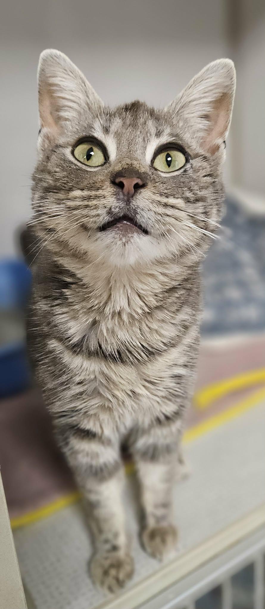 Enlarge Kenzey, an adopted Domestic Short Hair in Wapakoneta, OH image 1/1