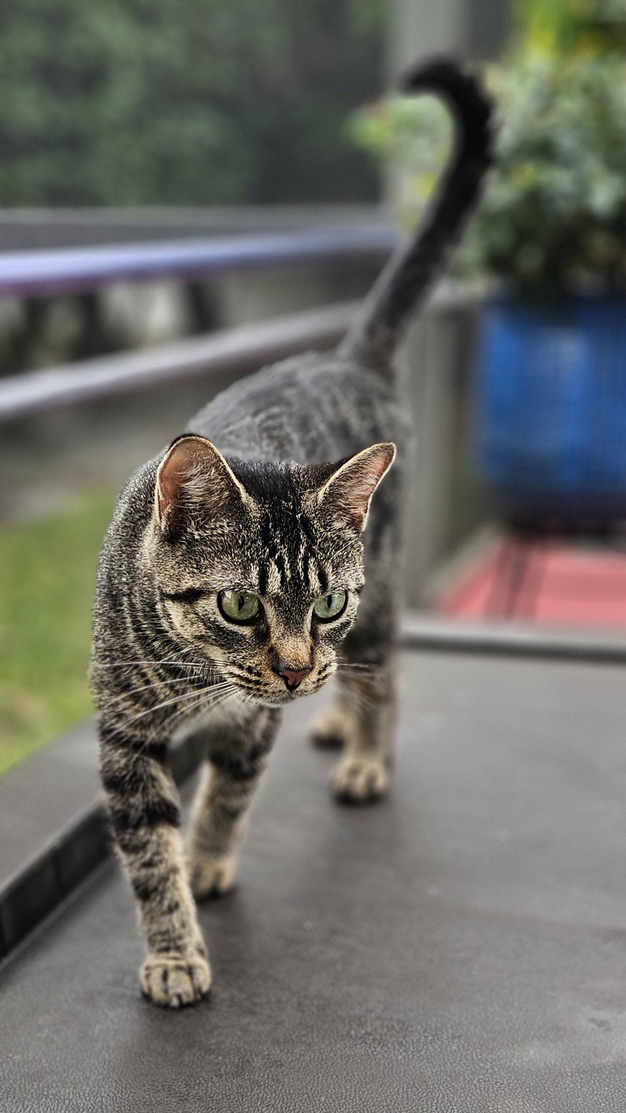 Miko 9.3.24, Adoptable, Adult Female Domestic Short Hair.