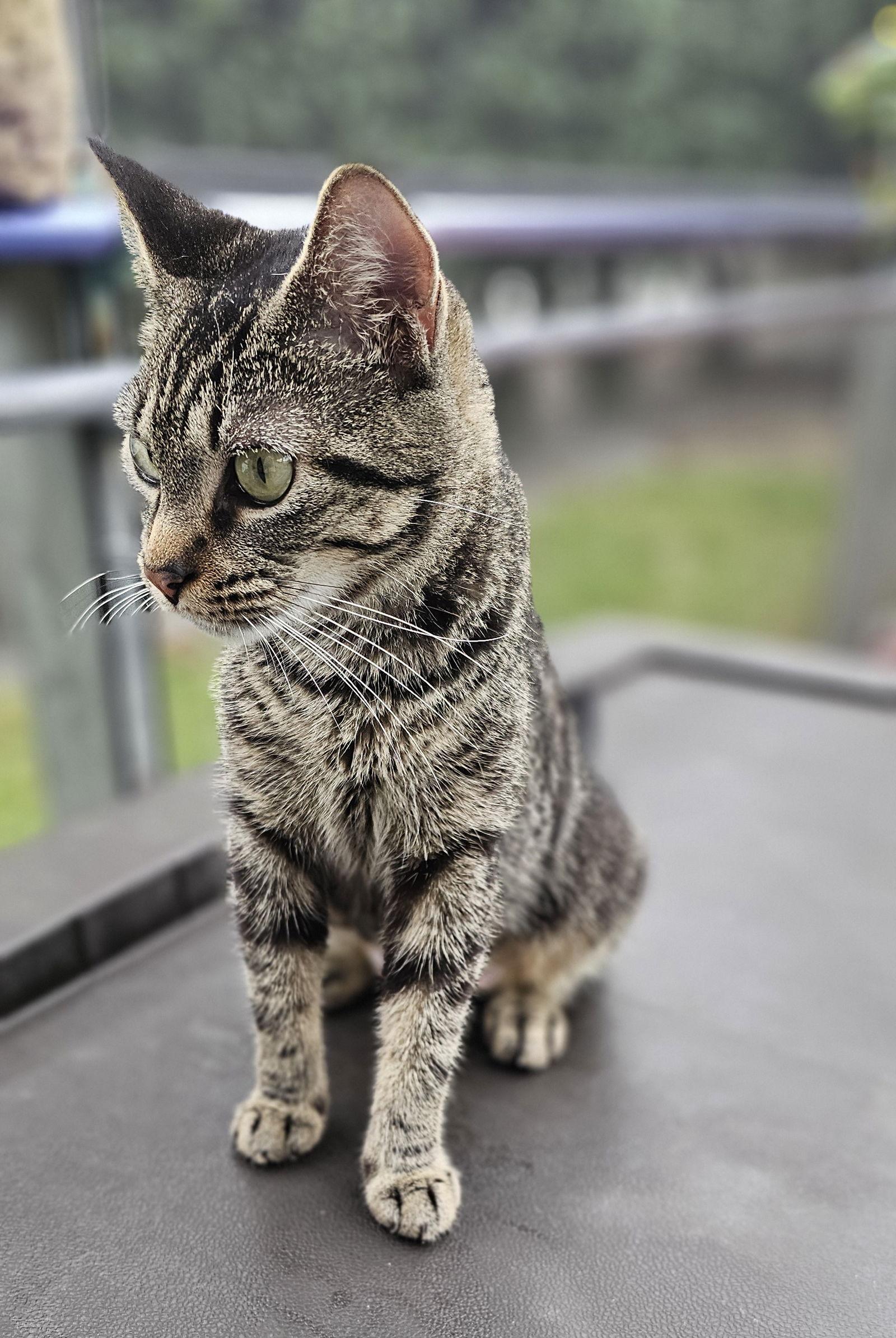 Enlarge Miko 9.3.24, a Adoptable Domestic Short Hair in Apopka, FL image 2/3