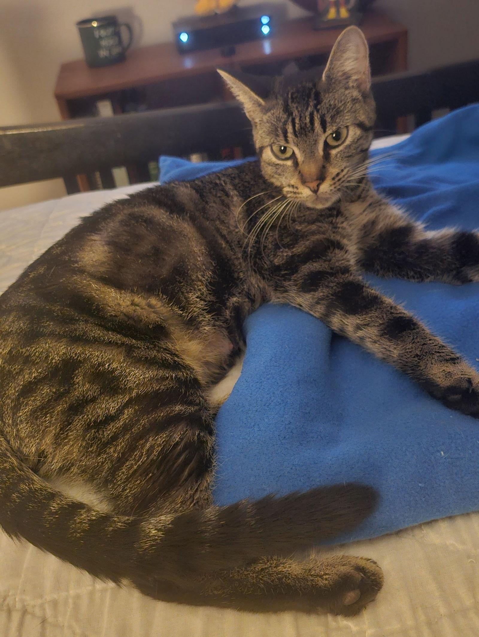 Enlarge Miko 9.3.24, a Adoptable Domestic Short Hair in Apopka, FL image 3/3