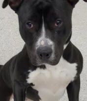 Junior, Adopted, Young Male Pit Bull Terrier.